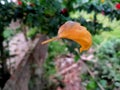 Picture of a yellow leaf hanging in spider web Royalty Free Stock Photo
