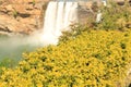 Yellow Leaves Small tree and Chitrakot  Waterfall Royalty Free Stock Photo