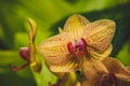 A picture of the yellow Phalaenopsis in the greenhouse.