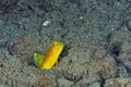 A picture of a yellow shrimp goby