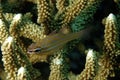 A picture of a Yellowstriped cardinalfish