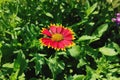 Close spectacular multicolored flower among green leaves