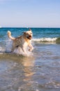 Dog playing in the beach Royalty Free Stock Photo