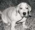 My Pet Beagle Monochrome Royalty Free Stock Photo