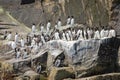 A small colony of common guillemots on the cliffs of Shetland