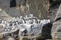 A small colony of common guillemots on the cliffs of Shetland