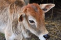 Picture of a young cow with colourful hair in a village in the morning grazing grass..