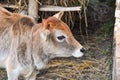 Picture of a young cow with colourful hair in a village in the morning grazing grass..