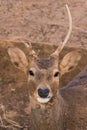 Picture young deer red On brown soil