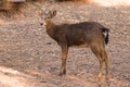 Picture young deer red On brown soil