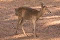 Picture young deer red On brown soil