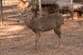 Picture young deer red On brown soil