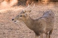 Picture young deer red On brown soil