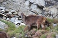 Potography of young female Siberian ibex in Himalayas