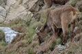 Potography of young female Siberian ibex in Himalayas