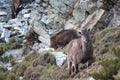 Potography of young female Siberian ibex in Himalayas