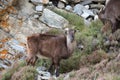 Potography of young female Siberian ibex in Himalayas