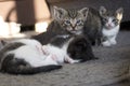 Picture of young kittens Royalty Free Stock Photo