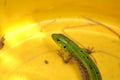 Picture of a young lizard