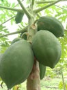 picture of young papaya fruit