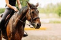 Picture of young pretty girl riding horse Royalty Free Stock Photo