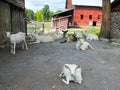 Young White Farm Goats on farm Royalty Free Stock Photo