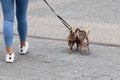 young woman with two small dogs at the leash in the city