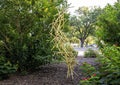 Abstract sculpture with many small yellow pipes tangles and suspended, appearing to defy gravity in Dallas