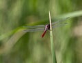 Adult male saffron-winged meadowhawk, Sympetrum costiferum, in a meadow in Cabo San Lucas.