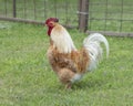 Adult rooster along a road in Ennis, Texas