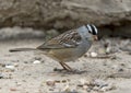 Adult white-crowned sparrow on the ground in the La Lomita Bird and Wildlife Photography Ranch in Texas. Royalty Free Stock Photo