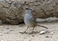 Adult white-crowned sparrow on the ground in the La Lomita Bird and Wildlife Photography Ranch in Texas. Royalty Free Stock Photo