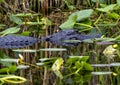 Alligator swimming in the water next to the Shark Valley Trail in the Everglades National Park in Florida. Royalty Free Stock Photo