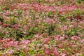 Alpine plants field in Mt.Ibuki,Japan