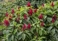 Alpinia purpurata, red ginger, growing on the Big Island, Hawaii.