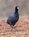 An American coot walking in the grass next to Sunset Bay on White Rock Lake in Dallas, Texas. Royalty Free Stock Photo