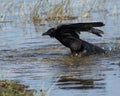 American crow bathing in the water of the Everglades in Everglade National Park in Florida. Royalty Free Stock Photo