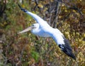 An American white pelican flying in for a landing in Sunset Bay at White Rock Lake in Dallas, Texas. Royalty Free Stock Photo