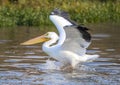 An American white pelican landing in Sunset Bay at White Rock Lake in Dallas, Texas. Royalty Free Stock Photo