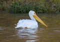 An American white pelican swimming in Sunset Bay at White Rock Lake in Dallas, Texas. Royalty Free Stock Photo