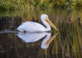 American white pelican swimming in Sunset Bay off Pelican Point in White Rock Lake in Dallas, Texas. Royalty Free Stock Photo