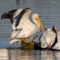 American white pelican and double-crested cormorant standing on partially submerged wooden debri in White Rock Lake.