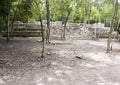 Ruins in the COBA Zona Arqueologica Royalty Free Stock Photo