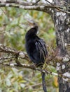 Anhinga resting in a tree in the Corkscrew Swamp Sanctuary near Naples, Florida. Royalty Free Stock Photo