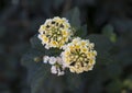 White and yellow flower cluster of a Lantana plant