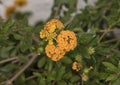 Orange flower cluster of a Lantana plant