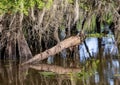 Bald Cypress tree with trunk snapped near the water line in Caddo Lake near Uncertain, Texas.