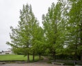 Bald Cypress trees lining a sidewalk across the top of Art Hill in Saint Louis, Missouri.