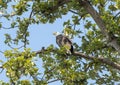 Bald Eagle in a tree on Alki Beach, Seattle, Washington Royalty Free Stock Photo