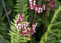 Begonia cucullata, commonly known as wax begonia and cubed begonia, growing on the Island of Maui in the State of Hawaii. Royalty Free Stock Photo